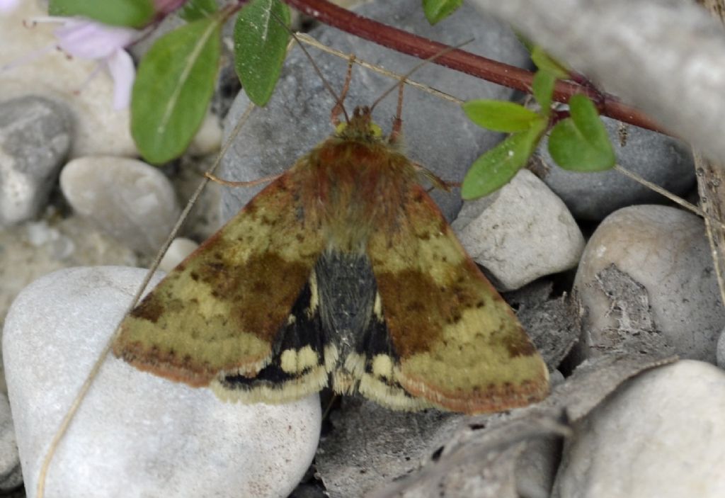Falena id.